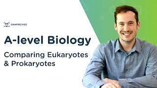 Transcription in prokaryotes [upl. by Aihsenal]