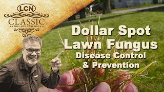 Dollar Spot Lawn Fungus  Disease Control and Prevention [upl. by Adnahsam874]