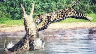 Impresionante video de un jaguar cazando 🐆 shorts animals [upl. by Nonna]