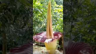 amorphophallus titanum [upl. by Carlye]