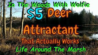 The Best Homemade Deer Attractant Ever [upl. by Hoagland]