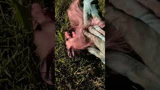 pet the kitty possum playing dead [upl. by Posehn]