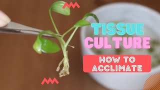 TISSUE CULTURE 101  A guide and howto acclimate tissue culture plants at home [upl. by Adnilak]