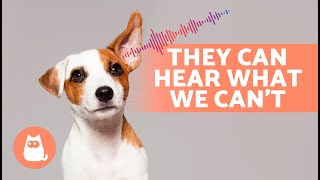 6 SOUNDS That Only DOGS CAN HEAR 🐶🔊 [upl. by Selia707]