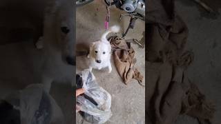 Ata ki korlo dog newsfeed liza dogvideos entertainment viralshorts ytfeed ytfeedshorts [upl. by Yessej950]