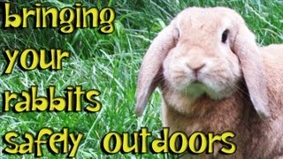 BudgetBunny How To Safely Bring Your Rabbit Outdoors [upl. by Odo]