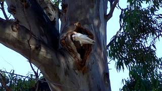 Gosford Waterfront Tommys  NSW Australia [upl. by Alexandrina]