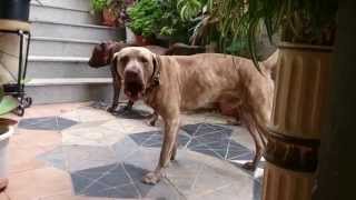 2 HORAS PERRO LADRANDO SONIDOS RELAJANTES  BARKING DOG RELAXING SOUNDS 2 HOURS [upl. by Enomes312]