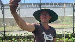 Innovative systems for training your cucumbers and tomatoes [upl. by Ekyt465]