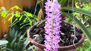 Care of Foxtail Orchid Rhynchostylis [upl. by Kiker]