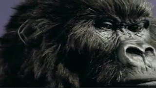 Cadbury Dairy Milk Gorilla Advert [upl. by Talley]