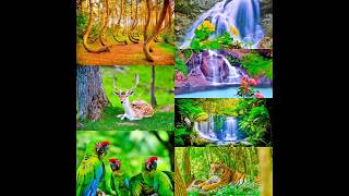 ලෝකයේ ලස්සනම වැසි වනාන්තර දහය Top Ten Most Beautiful Rainforests in the World 🕊️🐦🍃🌺🌿🗻🏞️🌅🌏 Shorts [upl. by Evita]