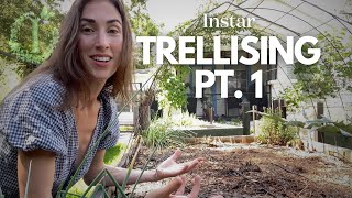 Trellising Techniques The Ultimate Guide to Vertical Gardening [upl. by Drucill915]