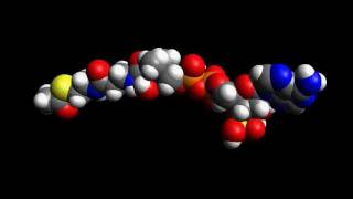 Acetyl CoA molecule [upl. by Magocsi]