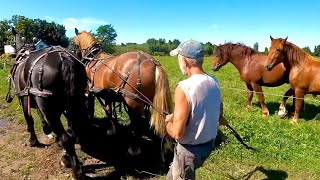 SUFFOLK PUNCH STALLION TRAINING First Time Driving Double with Baron amp Ken [upl. by Eelsha]