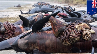 Whale explosion Hundreds of New Zealand whale carcasses punctured to prevent popping  TomoNews [upl. by Attener]