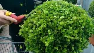 How to Trim your Topiary with Paul at Bents Garden amp Home [upl. by Nihhi]