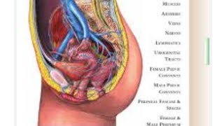 Anatomy of pelvis amp perineum muscle blood supply nerve supply 🩺 [upl. by Ankney]