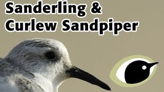 BTO Bird ID  Sanderling amp Curlew Sandpiper [upl. by Atterys]