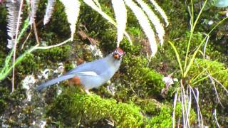 Laughingthrush Chestnutcapped  Garrulax mitratus  foraging [upl. by Englebert366]