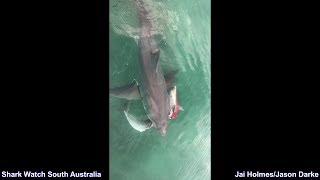 Dolphin Gets Mauled by Two Great White’s Before Larger Shark Steals Catch  Smoky Bay 150818 [upl. by Tattan891]