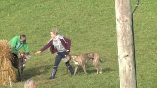 Miltown Malbay coursing 2016 day 2 main stakes [upl. by Doubler]