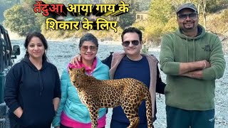 तेंदुआ आया गाय के शिकार के लिए । Mating Calls By Leopard At Junglee Resort EnjoyLikeLocal [upl. by Tacita521]