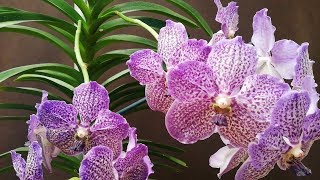 Método para Recuperar Orquídeas sin Raíces  Cuidar Orquídeas Vanda en casa [upl. by Grunenwald389]