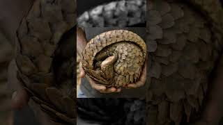 Armor and Appetite The Fascinating Pangolin 👀👍 viral shortsfeed facts shorts [upl. by Alica998]