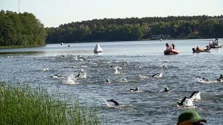 Kilkuset zawodników na Garmin Iron Triathlon Ślesin [upl. by Tiffanie]