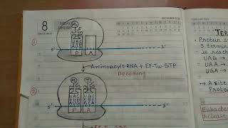 Translation in prokaryotes l part 2 l easy to learn l complete notes [upl. by Sila]