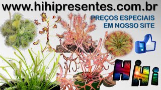 Kit 200 Sementes Plantas Carnívoras Droseras Sortidas  Manual Cultivo [upl. by Ennobe85]