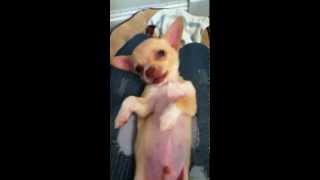 Chihuahua Puppy Sounds an acts like human baby [upl. by Peadar703]