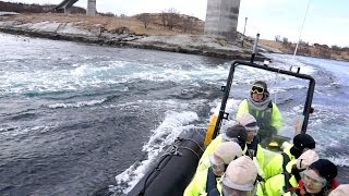 Saltstraumen  Gezeitenstrom in Bodø Nordnorwegen [upl. by Sadler413]