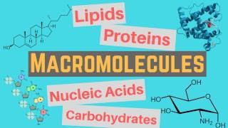 Macromolecules  Classes and Functions [upl. by Brewer434]