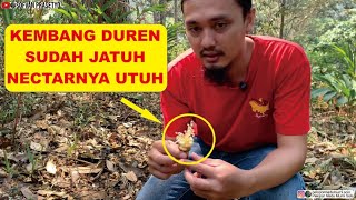 Peternak Lebah ll Vegetasi Durian [upl. by Brianne]