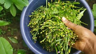 How to Harvest Waterleaf seed [upl. by Abana]