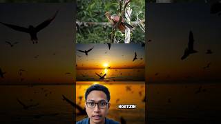 Fakta Tentang Burung HOATZIN [upl. by Towny]