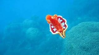 Spanish Dancer Wavelength Snorkeling Great Barrier ReefAVI [upl. by Dnomrej]