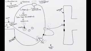 Dopaminergic Synapse [upl. by Ettennig193]