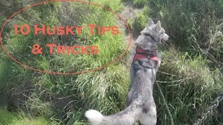 10 Tips and Tricks For Husky Owners [upl. by Airamesor79]