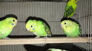 budgie Opaline Green tame size baby chirping [upl. by Pulchia933]