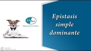 Epistasis simple dominante 🔴 [upl. by Ecnerol]