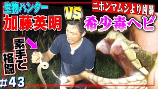 【危険】猛毒マムシより凶暴対馬で希少毒ヘビと素手で戦う…噛まれたらマジでヤバイ≫生物ハンター加藤英明MAX100種飼育 [upl. by Hsetim]