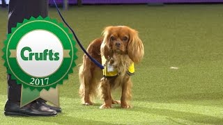 PAT Dog of the Year Award  Crufts 2017 [upl. by Siouxie]