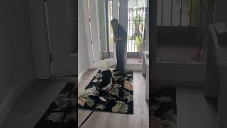 Mandi deaf Sheepadoodle learning to STAY at the door using hand signs dog shorts deafdog [upl. by Daeriam306]