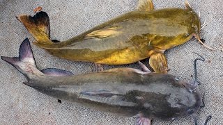 How to Catch Catfish  Fishing for catfish in winter [upl. by Einnos]