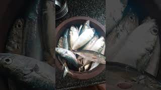 Fresh Mackerel fish from Muzhappilangad Beach🐟🐟 mackerel fish seafood muzhappilangad [upl. by Petunia]