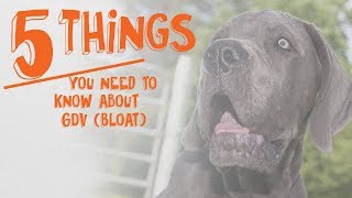 5 Things You Need to Know About Bloat GDV in Dogs [upl. by Meehyr969]