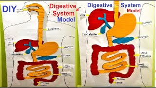 human digestive system model 3d  HUMAN ORGAN SYSTEMS  DIY  3D  SCIENCE EXHIBITION  howtofunda [upl. by Nomaid886]